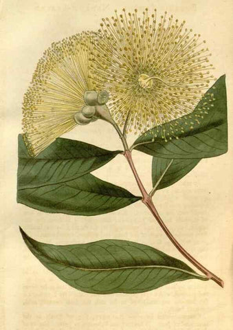 Reproducción/Reproduction 34377725953: Curtis's botanical magazine.. London ; New York [etc.] :Academic Press [etc.]