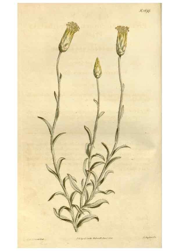 Reproducción/Reproduction 34377727353: Curtis's botanical magazine.. London ; New York [etc.] :Academic Press [etc.]