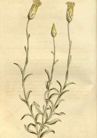 Reproducción/Reproduction 34377727353: Curtis's botanical magazine.. London ; New York [etc.] :Academic Press [etc.]