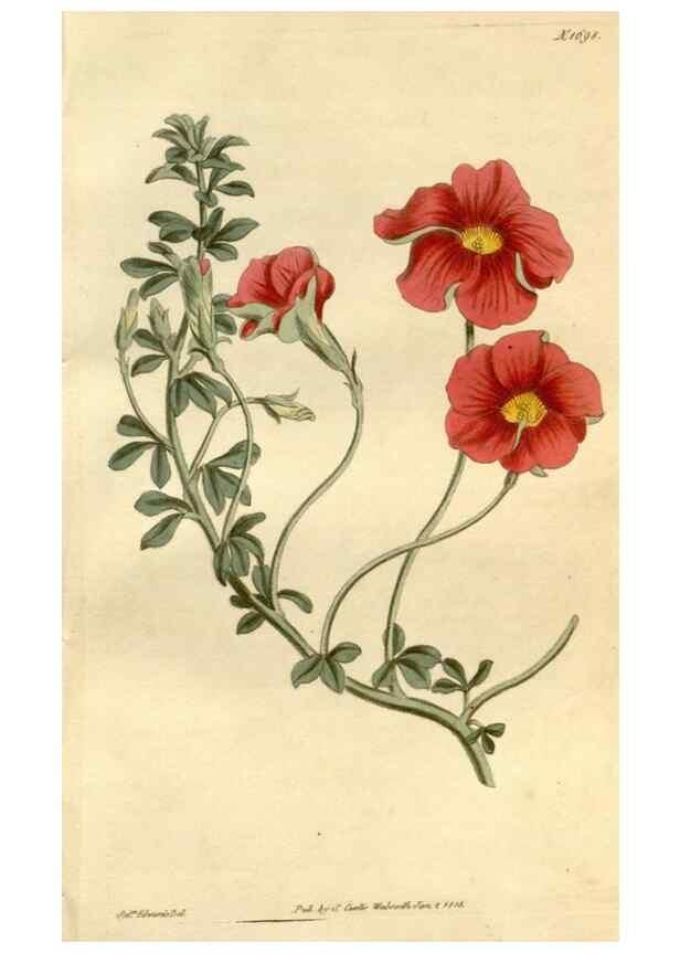 Reproducción/Reproduction 34377728523: Curtis's botanical magazine.. London ; New York [etc.] :Academic Press [etc.]