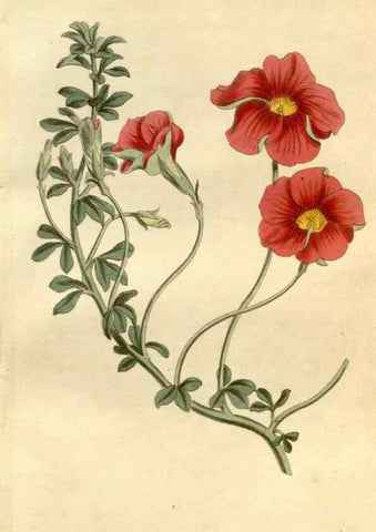Reproducción/Reproduction 34377728523: Curtis's botanical magazine.. London ; New York [etc.] :Academic Press [etc.]