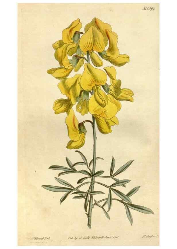 Reproducción/Reproduction 34377729893: Curtis's botanical magazine.. London ; New York [etc.] :Academic Press [etc.]