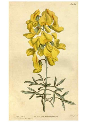 Reproducción/Reproduction 34377729893: Curtis's botanical magazine.. London ; New York [etc.] :Academic Press [etc.]