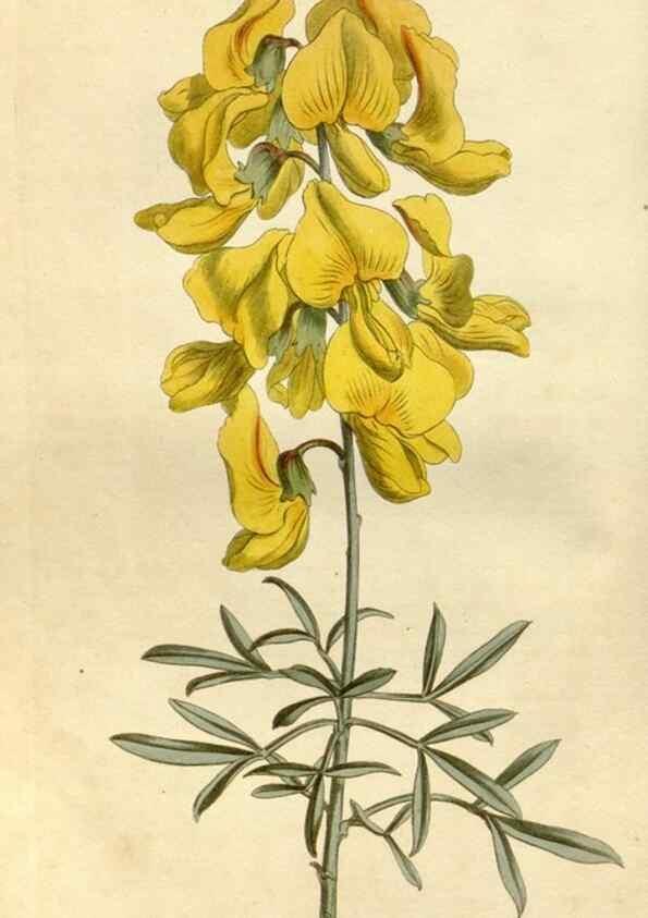 Reproducción/Reproduction 34377729893: Curtis's botanical magazine.. London ; New York [etc.] :Academic Press [etc.]