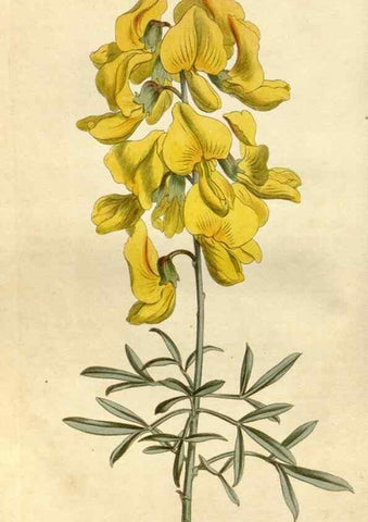 Reproducción/Reproduction 34377729893: Curtis's botanical magazine.. London ; New York [etc.] :Academic Press [etc.]