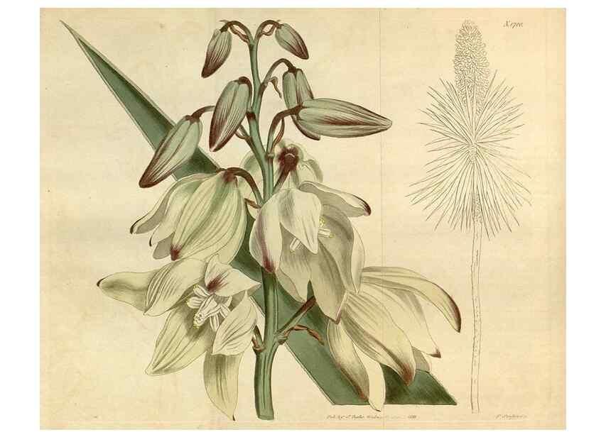 Reproducción/Reproduction 34377730983: Curtis's botanical magazine.. London ; New York [etc.] :Academic Press [etc.]