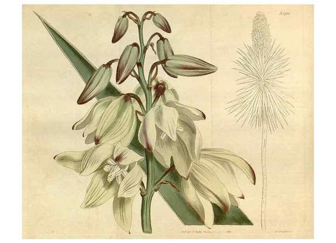 Reproducción/Reproduction 34377730983: Curtis's botanical magazine.. London ; New York [etc.] :Academic Press [etc.]