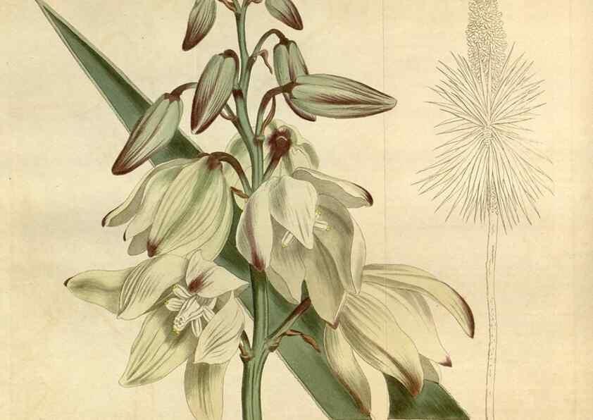 Reproducción/Reproduction 34377730983: Curtis's botanical magazine.. London ; New York [etc.] :Academic Press [etc.]
