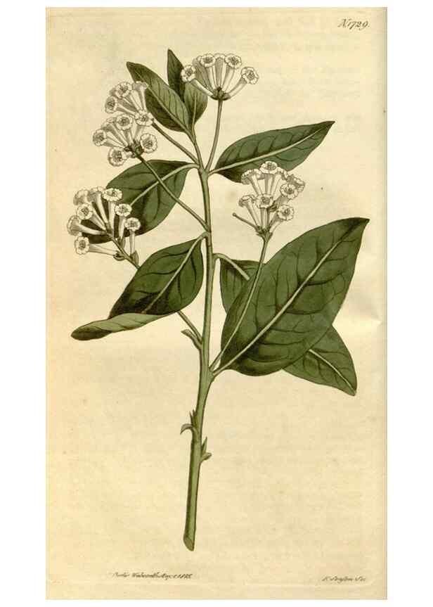 Reproducción/Reproduction 35147156626: Curtis's botanical magazine.. London ; New York [etc.] :Academic Press [etc.]