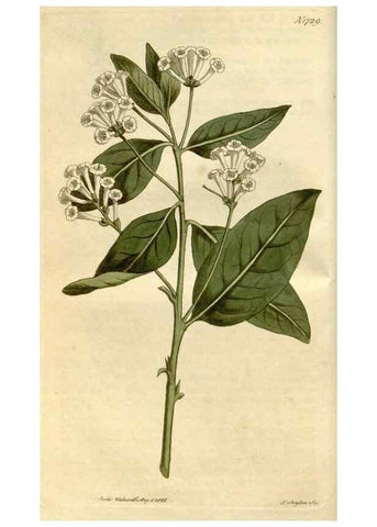 Reproducción/Reproduction 35147156626: Curtis's botanical magazine.. London ; New York [etc.] :Academic Press [etc.]