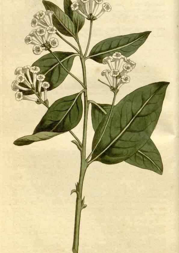 Reproducción/Reproduction 35147156626: Curtis's botanical magazine.. London ; New York [etc.] :Academic Press [etc.]