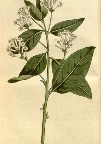 Reproducción/Reproduction 35147156626: Curtis's botanical magazine.. London ; New York [etc.] :Academic Press [etc.]