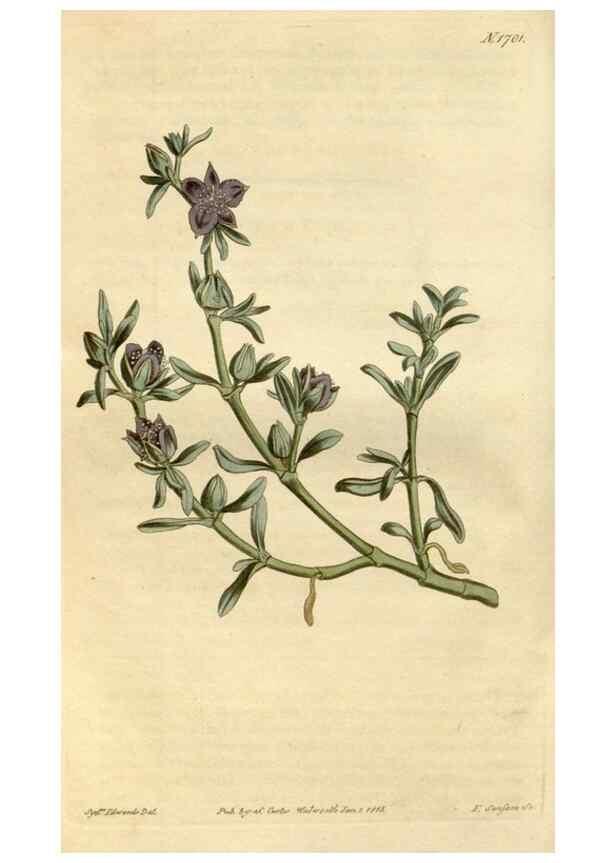 Reproducción/Reproduction 34800730380: Curtis's botanical magazine.. London ; New York [etc.] :Academic Press [etc.]