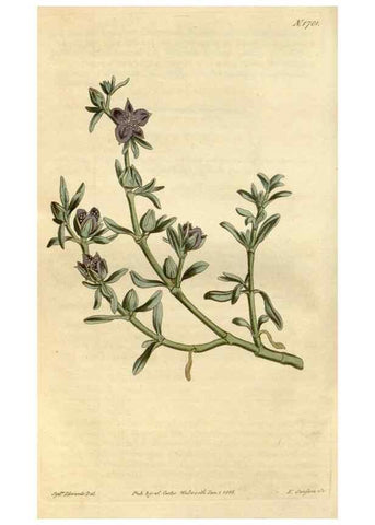 Reproducción/Reproduction 34800730380: Curtis's botanical magazine.. London ; New York [etc.] :Academic Press [etc.]