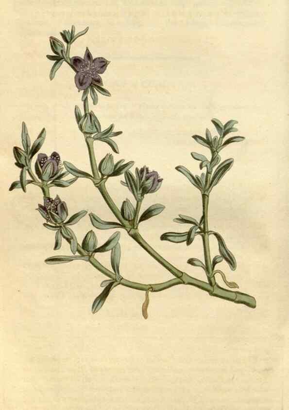 Reproducción/Reproduction 34800730380: Curtis's botanical magazine.. London ; New York [etc.] :Academic Press [etc.]
