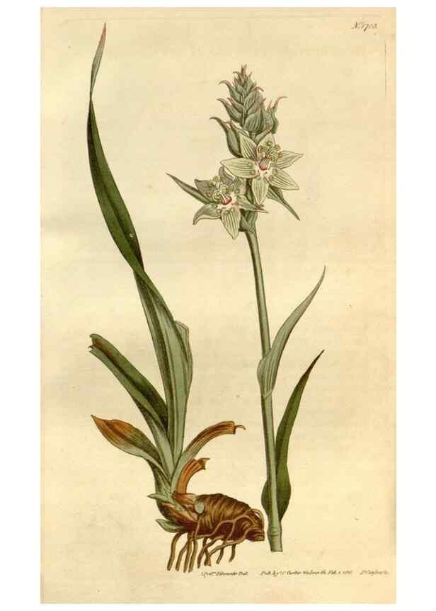 Reproducción/Reproduction 34800737470: Curtis's botanical magazine.. London ; New York [etc.] :Academic Press [etc.]