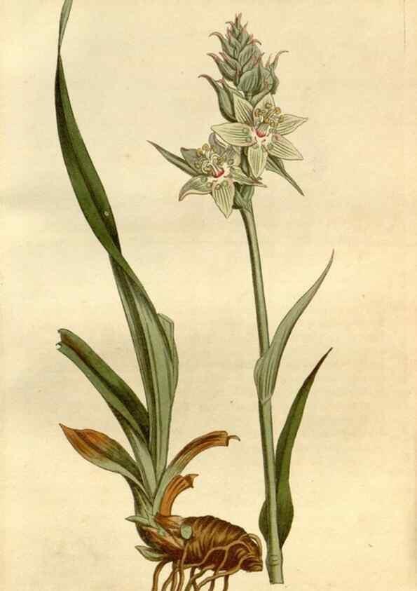 Reproducción/Reproduction 34800737470: Curtis's botanical magazine.. London ; New York [etc.] :Academic Press [etc.]