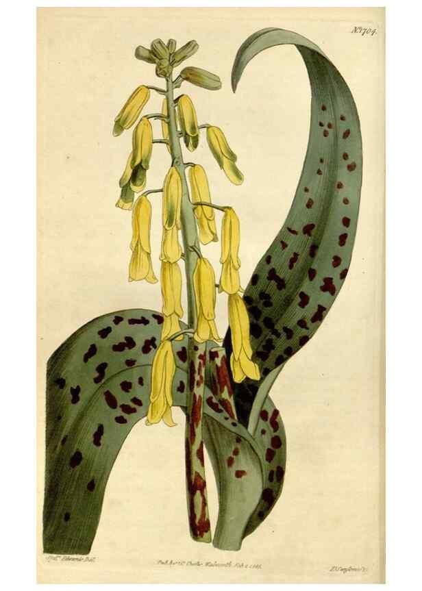 Reproducción/Reproduction 35022123582: Curtis's botanical magazine.. London ; New York [etc.] :Academic Press [etc.]