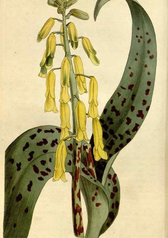 Reproducción/Reproduction 35022123582: Curtis's botanical magazine.. London ; New York [etc.] :Academic Press [etc.]