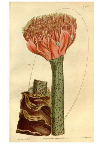 Reproducción/Reproduction 35022125222: Curtis's botanical magazine.. London ; New York [etc.] :Academic Press [etc.]