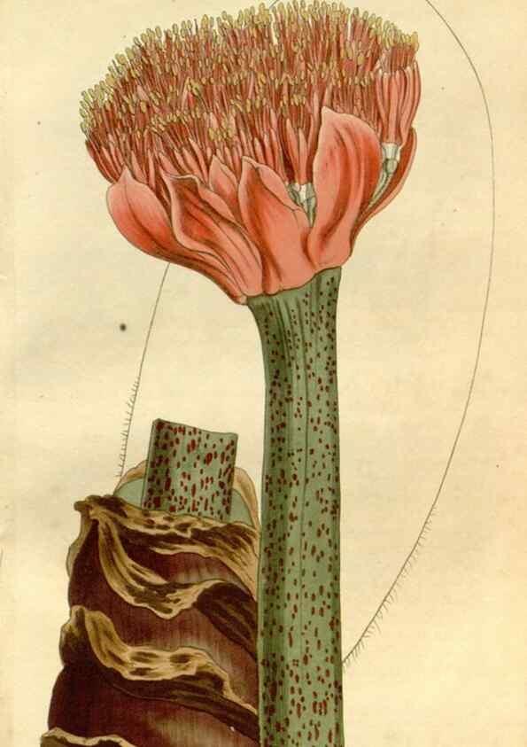 Reproducción/Reproduction 35022125222: Curtis's botanical magazine.. London ; New York [etc.] :Academic Press [etc.]