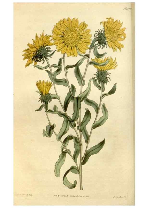 Reproducción/Reproduction 35022127202: Curtis's botanical magazine.. London ; New York [etc.] :Academic Press [etc.]