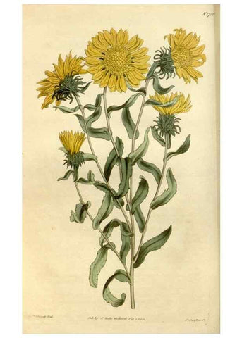 Reproducción/Reproduction 35022127202: Curtis's botanical magazine.. London ; New York [etc.] :Academic Press [etc.]