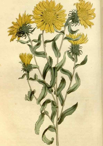 Reproducción/Reproduction 35022127202: Curtis's botanical magazine.. London ; New York [etc.] :Academic Press [etc.]