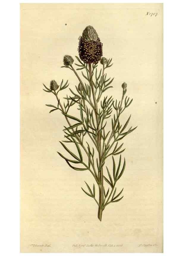 Reproducción/Reproduction 35022128972: Curtis's botanical magazine.. London ; New York [etc.] :Academic Press [etc.]