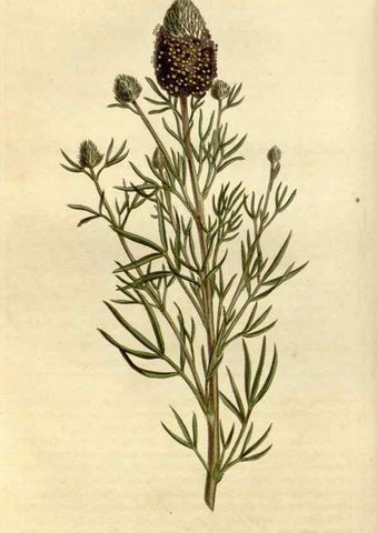 Reproducción/Reproduction 35022128972: Curtis's botanical magazine.. London ; New York [etc.] :Academic Press [etc.]