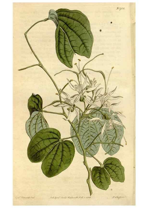 Reproducción/Reproduction 35022130912: Curtis's botanical magazine.. London ; New York [etc.] :Academic Press [etc.]