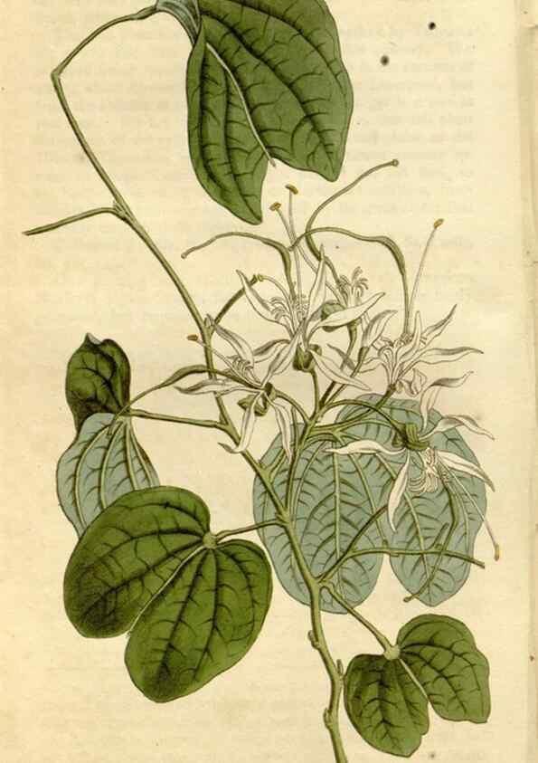 Reproducción/Reproduction 35022130912: Curtis's botanical magazine.. London ; New York [etc.] :Academic Press [etc.]