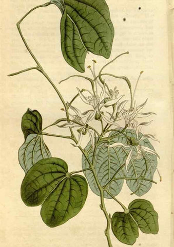 Reproducción/Reproduction 35022130912: Curtis's botanical magazine.. London ; New York [etc.] :Academic Press [etc.]
