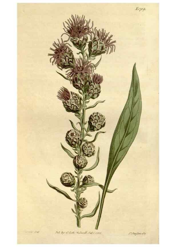 Reproducción/Reproduction 34800755080: Curtis's botanical magazine.. London ; New York [etc.] :Academic Press [etc.]