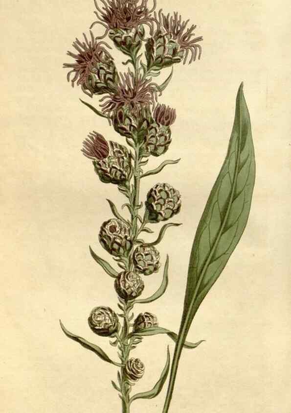 Reproducción/Reproduction 34800755080: Curtis's botanical magazine.. London ; New York [etc.] :Academic Press [etc.]