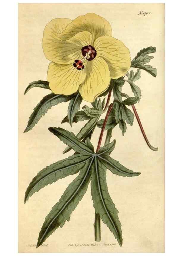 Reproducción/Reproduction 34800734330: Curtis's botanical magazine.. London ; New York [etc.] :Academic Press [etc.]