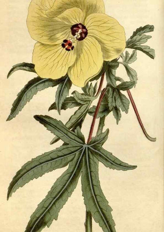 Reproducción/Reproduction 34800734330: Curtis's botanical magazine.. London ; New York [etc.] :Academic Press [etc.]