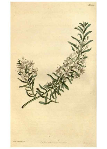Reproducción/Reproduction 35022106022: Curtis's botanical magazine.. London ; New York [etc.] :Academic Press [etc.]