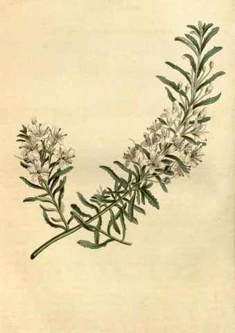 Reproducción/Reproduction 35022106022: Curtis's botanical magazine.. London ; New York [etc.] :Academic Press [etc.]