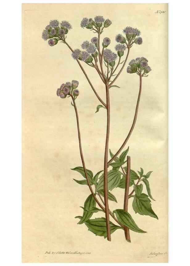 Reproducción/Reproduction 35022199132: Curtis's botanical magazine.. London ; New York [etc.] :Academic Press [etc.]
