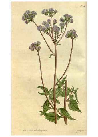 Reproducción/Reproduction 35022199132: Curtis's botanical magazine.. London ; New York [etc.] :Academic Press [etc.]