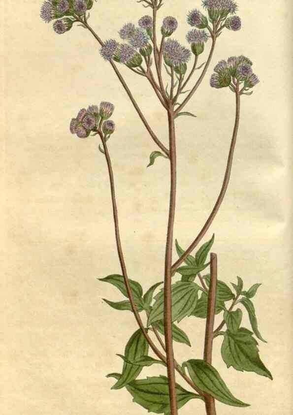 Reproducción/Reproduction 35022199132: Curtis's botanical magazine.. London ; New York [etc.] :Academic Press [etc.]