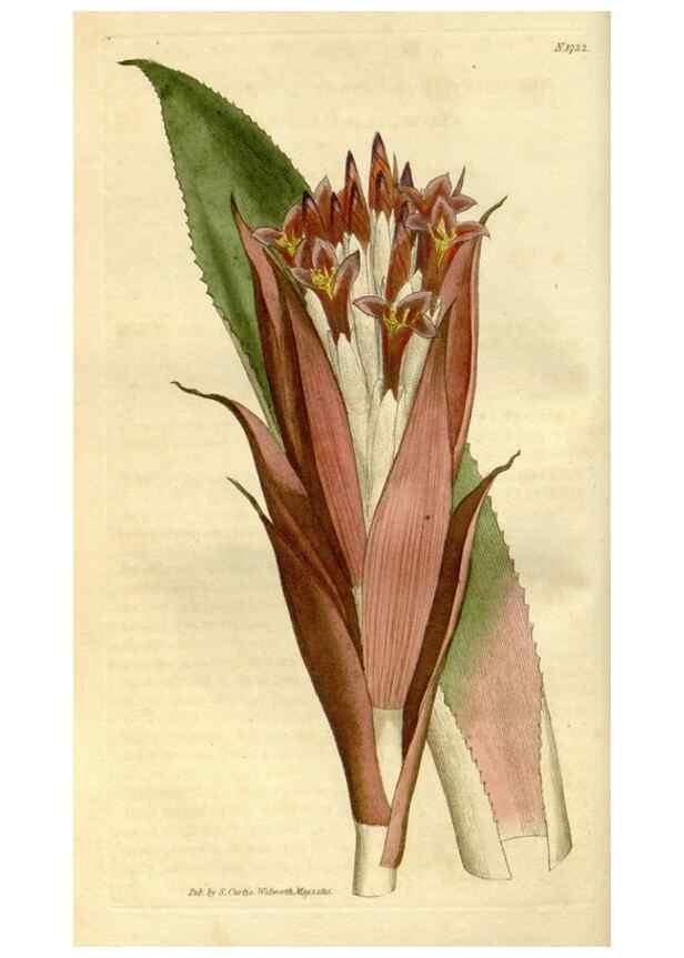 Reproducción/Reproduction 35187382425: Curtis's botanical magazine.. London ; New York [etc.] :Academic Press [etc.]