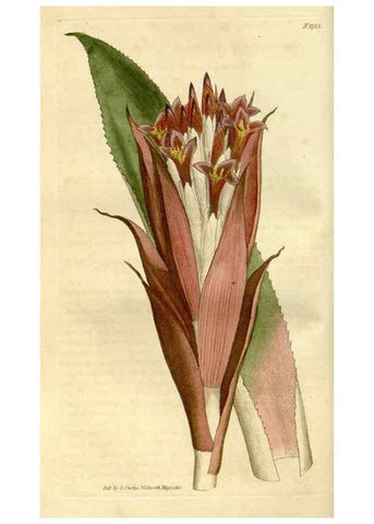 Reproducción/Reproduction 35187382425: Curtis's botanical magazine.. London ; New York [etc.] :Academic Press [etc.]