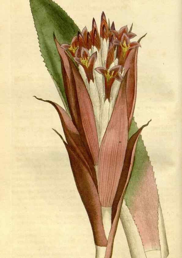 Reproducción/Reproduction 35187382425: Curtis's botanical magazine.. London ; New York [etc.] :Academic Press [etc.]