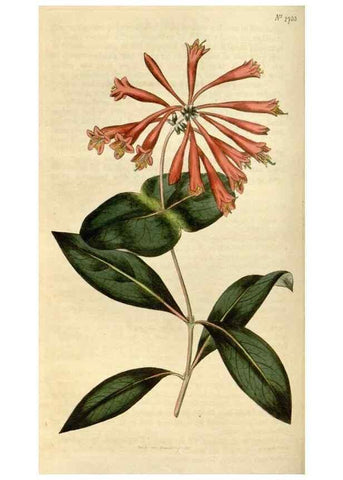 Reproducción/Reproduction 34800856880: Curtis's botanical magazine.. London ; New York [etc.] :Academic Press [etc.]