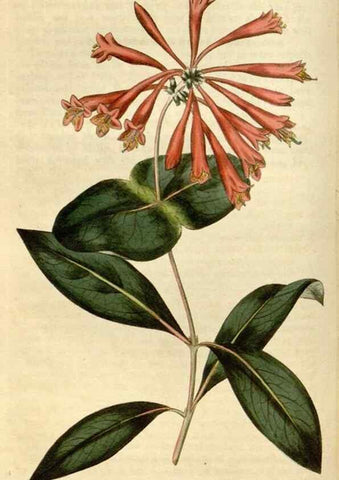 Reproducción/Reproduction 34800856880: Curtis's botanical magazine.. London ; New York [etc.] :Academic Press [etc.]