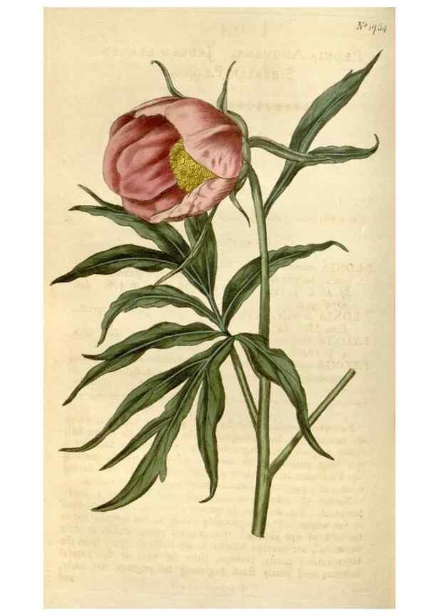 Reproducción/Reproduction 34800857900: Curtis's botanical magazine.. London ; New York [etc.] :Academic Press [etc.]