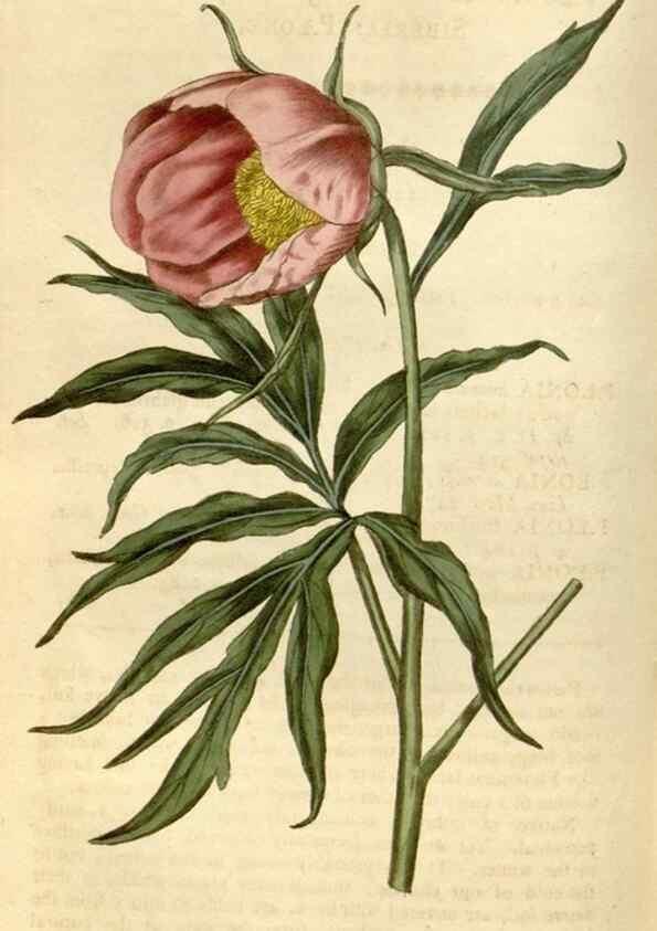 Reproducción/Reproduction 34800857900: Curtis's botanical magazine.. London ; New York [etc.] :Academic Press [etc.]