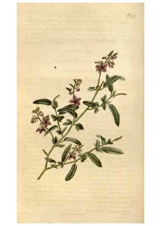 Reproducción/Reproduction 34800859830: Curtis's botanical magazine.. London ; New York [etc.] :Academic Press [etc.]